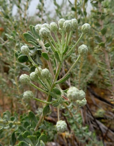 Athanasia pubescens buds