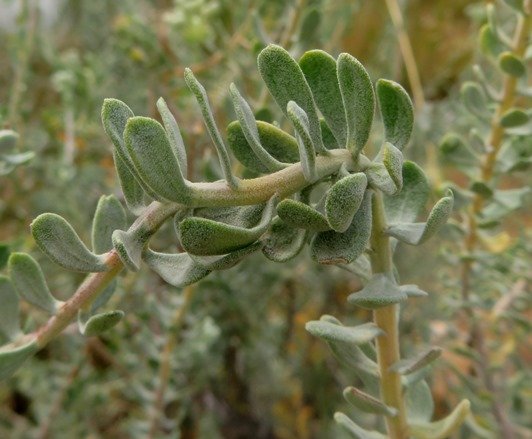 Athanasia pubescens leaves