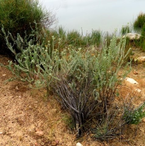 Athanasia pubescens