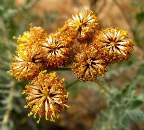 Athanasia pubescens old flowerheads