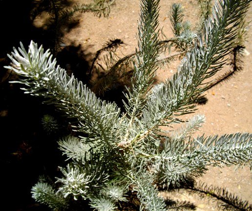 Athanasia tomentosa leaves