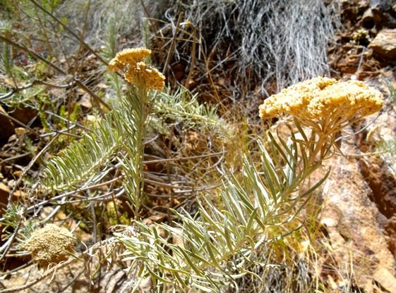 Athanasia tomentosa
