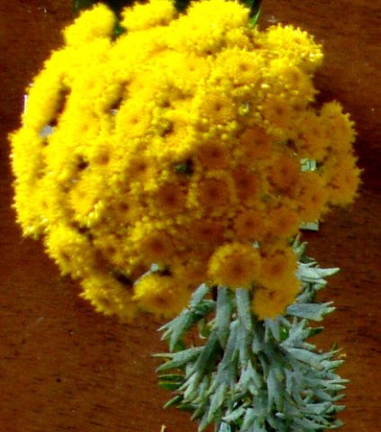 Athanasia trifurcata