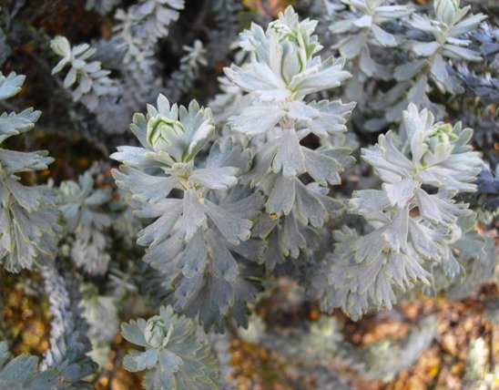 Athanasia trifurcata leaves