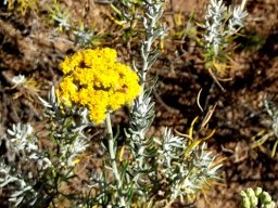 Athanasia filiformis flowerheads