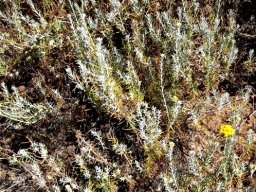 Athanasia filiformis