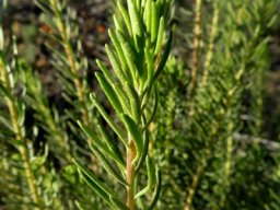 Athanasia flexuosa leaves