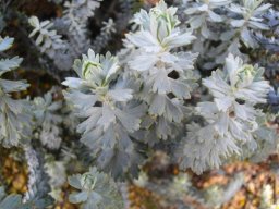 Athanasia trifurcata leaves