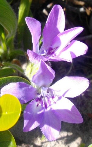 Babiana ambigua hairy bracts