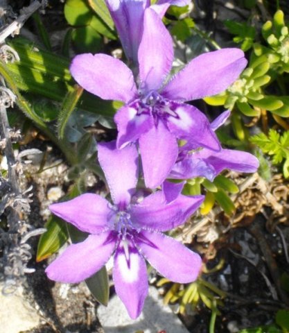 Babiana ambigua