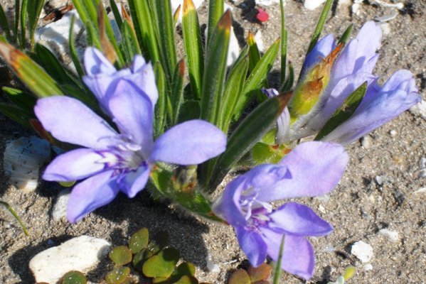 Babiana ambigua pale blue