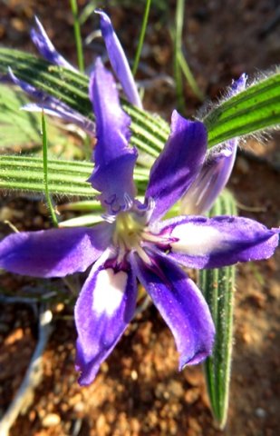 Babiana curviscapa 