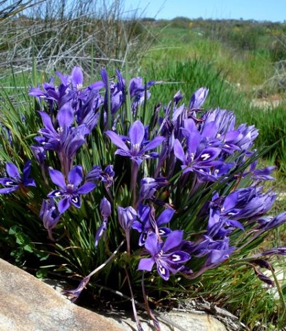 Babiana framesii
