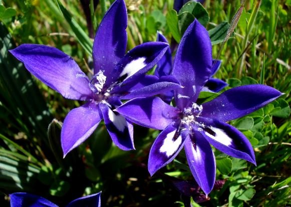 Babiana framesii flowers