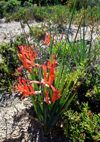 Babiana hirsuta
