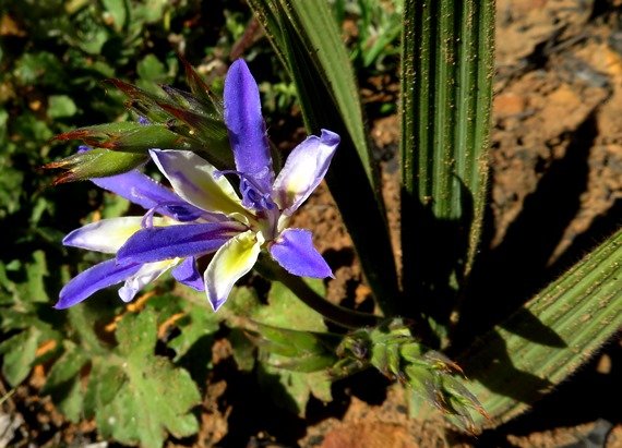 Babiana mucronata subsp. mucronata
