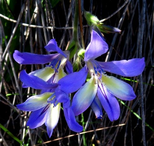 Babiana mucronata subsp. mucronata flowers