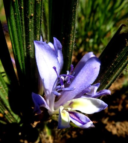 Babiana mucronata subsp. mucronata flower