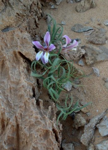 Babiana namaquensis
