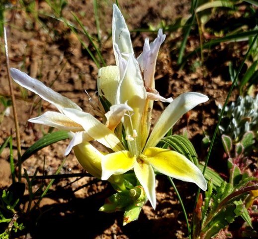 Babiana odorata