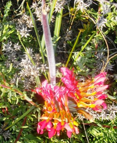 Babiana ringens showing more yellow