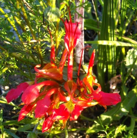 Babiana ringens flowering at Mamre