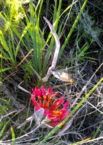 Babiana ringens