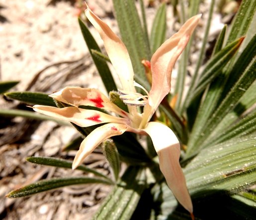 Babiana tubiflora flower