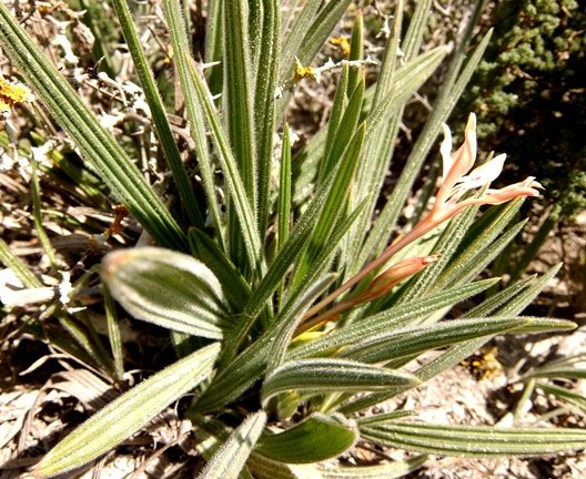 Babiana tubiflora