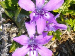Babiana ambigua