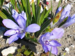 Babiana ambigua pale blue