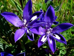 Babiana framesii flowers