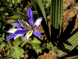 Babiana mucronata subsp. mucronata