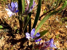 Babiana mucronata subsp. mucronata inflorescence