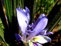 Babiana mucronata subsp. mucronata flower