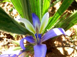Babiana mucronata subsp. mucronata flower