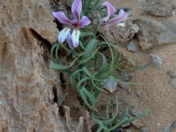 Babiana namaquensis