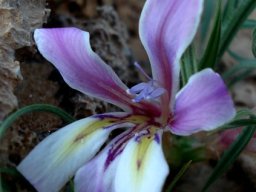 Babiana namaquensis flower