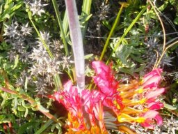 Babiana ringens showing more yellow