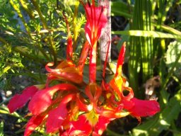 Babiana ringens flowering at Mamre