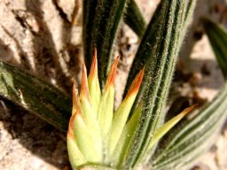 Babiana tubiflora early floral bracts