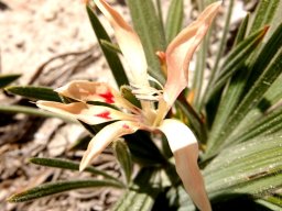 Babiana tubiflora flower