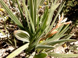 Babiana tubiflora