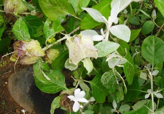 Barleria albostellata leaves changing colour