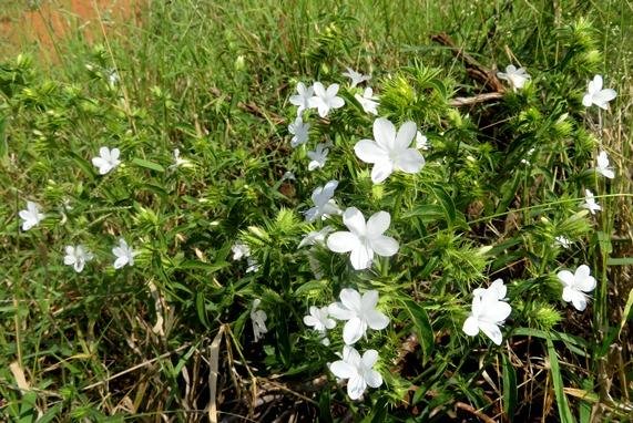 Barleria elegans