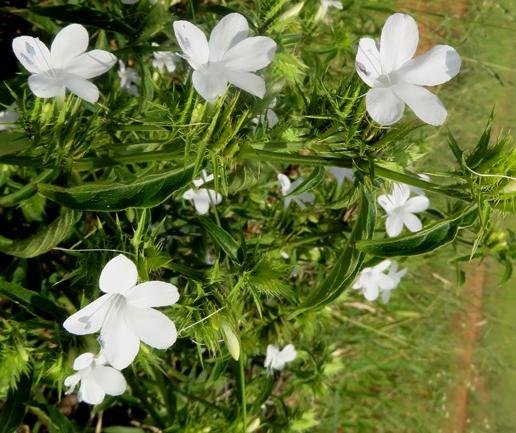 Barleria elegans inflorescence and leaves