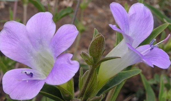 Barleria lancifolia flower
