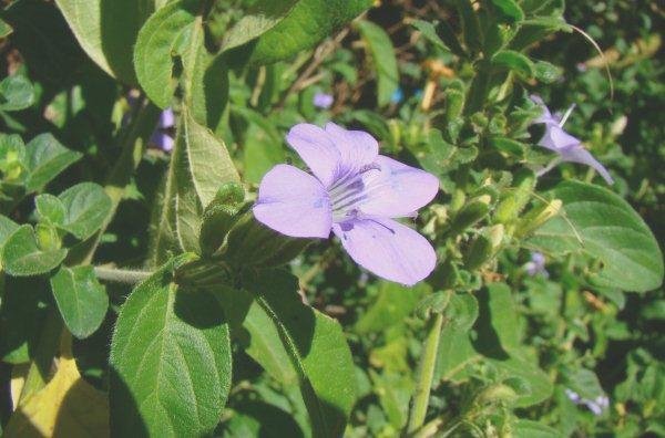 Barleria obtusa flower