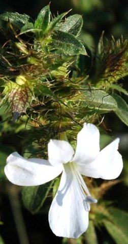 Barleria ovata