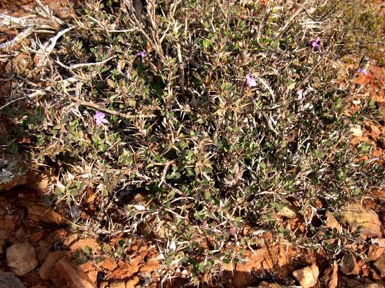 Barleria pungens